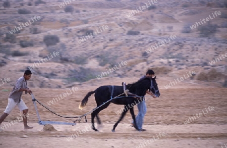 Afrika, Tunesien, Jerba
Landwirtschaft auf der Insel Jerba im sueden von Tunesien. (URS FLUEELER)





