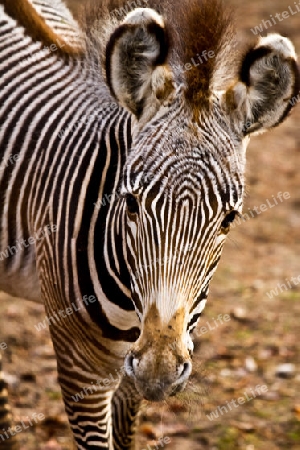 Zebra