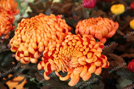 Chrysanthemen