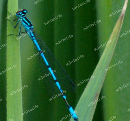 blaue Libelle mit Gesicht