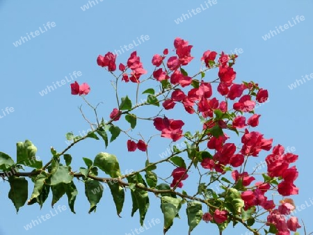 Bougainvillea