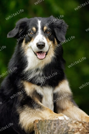 Australian Shepherd Portrait