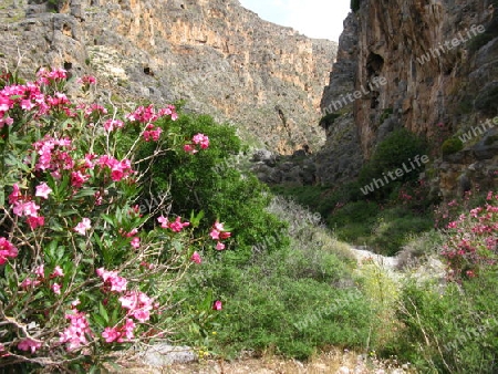 Perivolakia  Schlucht auf Kreta