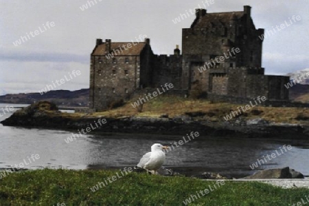 M?we vor Eilean Donan Castle