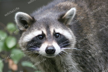 Close-up of a raccoon from the front  Nahaufnahme eines Waschb?ren von vorne