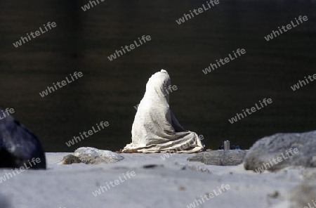 a men on the Ganges River in the town of Rishikesh in the Province Uttar Pradesh in India.