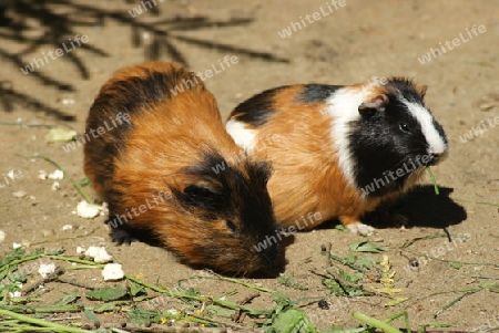 Meerschweinchen