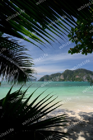 A Beach on the Island of Ko PhiPhi on Ko Phi Phi Island outside of the City of Krabi on the Andaman Sea in the south of Thailand. 