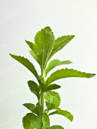 die Zuckerpflanze Stevia rebaudiana