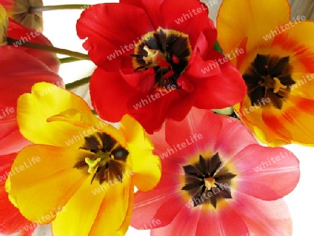 Bunte Tulpen