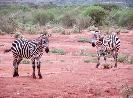 Zebras, Savanne, in, Tsavo, Ost, Kenya, Kenia, Afrika