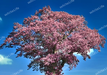 Beautiful pink and purple infrared panorama of a countryside landscape with a blue sky.