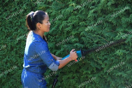 to cut a hedge in the garden