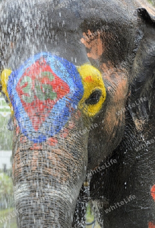 Das Songkran Fest oder Wasserfest zum Thailaendischen Neujahr ist im vollem Gange in Ayutthaya noerdlich von Bangkok in Thailand in Suedostasien.  