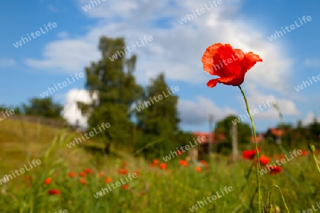 Mohn