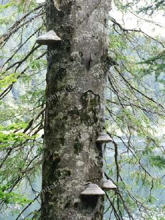 Baumstamm mit Zunderschw?mmen