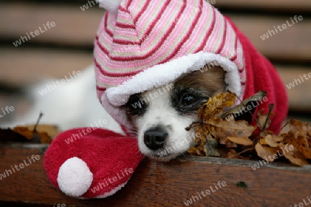 Papillon als Baby angezogen