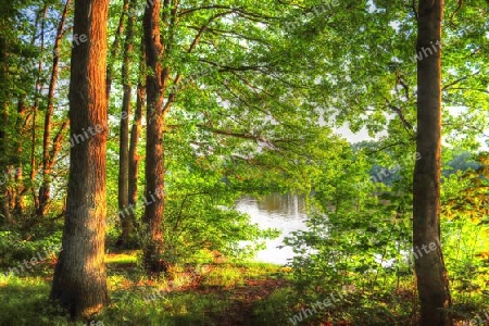 Beautiful view into a dense green forest with bright sunlight casting deep shadow.