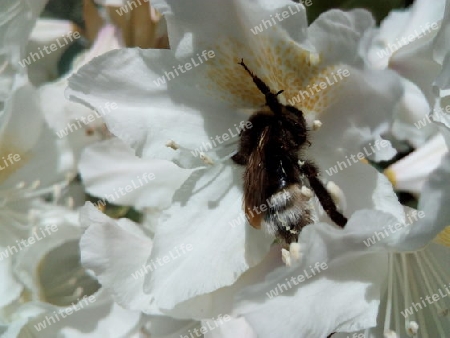 Hummel auf Rododendron II