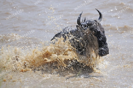 Gnu, Streifengnu, Weissbartgnu (Connochaetes taurinus), Gnumigration, great Migration,  Gnus beim durchqueren des Mara River, Masai Mara, Kenia