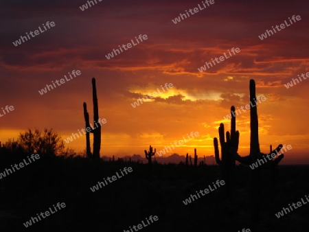 Saguaro NP, Arizona