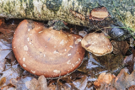 Birken-Zungenporling,Piptoporus betulinus(Porlinge) an einer abgestorbene Birke