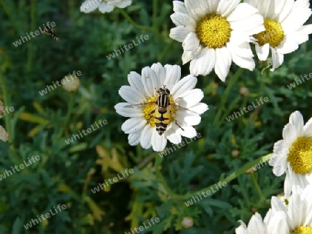 Schwebfliege auf Bl?te