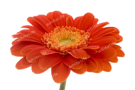 Gerbera