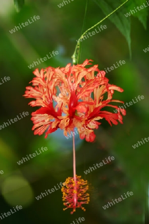 Hibiskus - Hibiscus rosasinensis