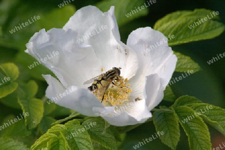 Wei?e Heckenrose mit Schwebfliege