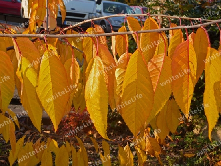 Herbstlaub