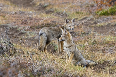 F?chse, Tierra del Fuego