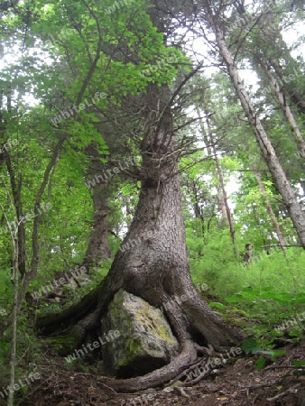 Baum auf Stein