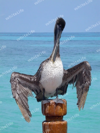 Pelikan mit offenen Fl?geln beim Putzen