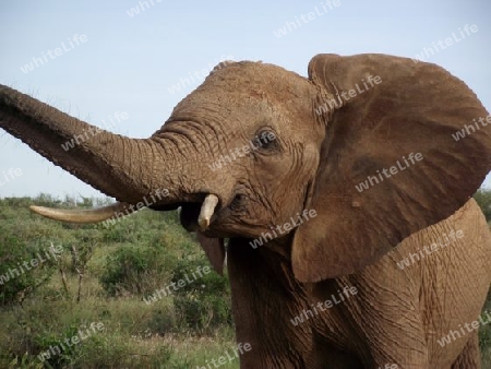 Elefant, in, Tsavo, Ost, Kenya, Kenia, Afrika