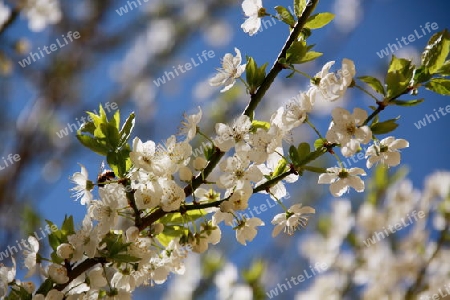 Prunus domestica