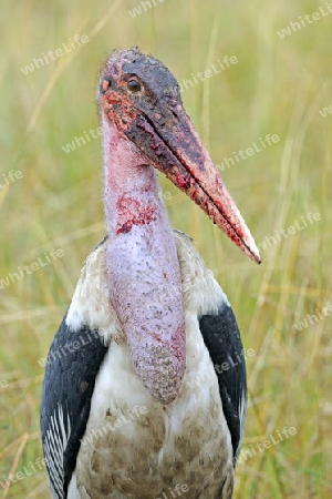 Marabu (Leptoptilos crumeniferus) mit blutverschmiertem Schnabel nach fressen von Aas,  am fr?hen Morgen, Masai Mara, Kenia, Afrika