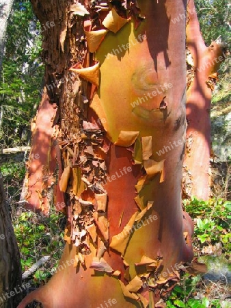 Peeling Bark on Arbutus Tree