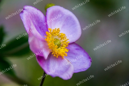 japanische Herbst-Anemone