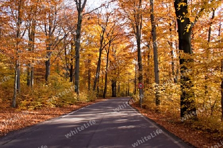 Bunter Herbstwald