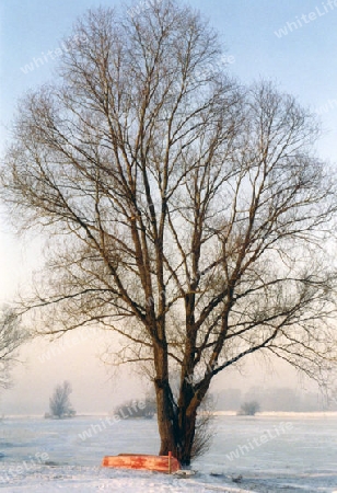 Baum am Flu?