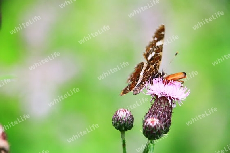 Schmetterling