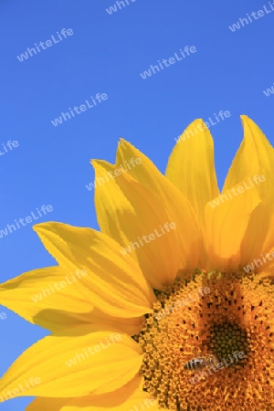 Sonnenblume mit Biene