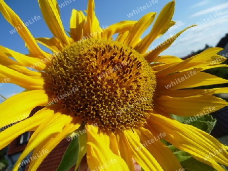 Sonnenblume