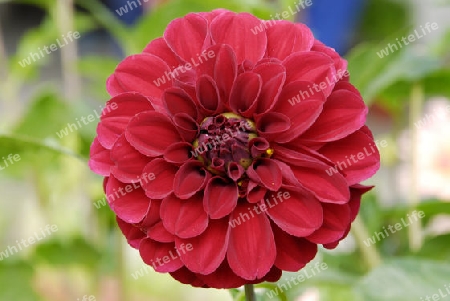 Dahlia