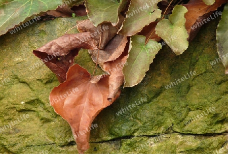 Herbstfarben