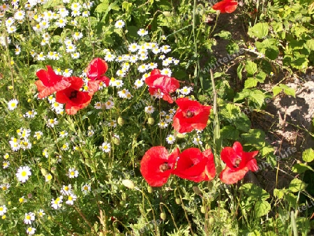 Roter Mohn