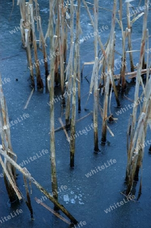 Wintery reeds