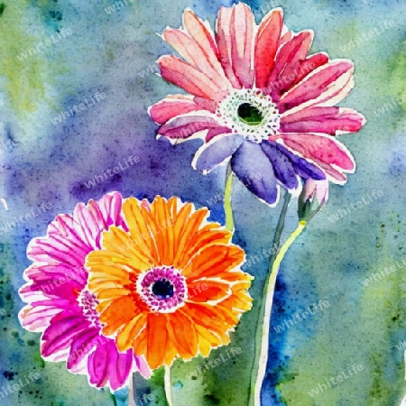 gerbera