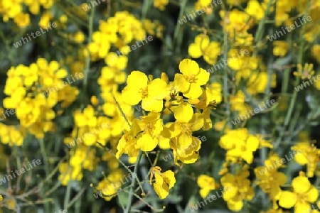 Yellow field of flowering rape and tree against a blue sky with clouds, natural landscape background with copy space, Germany Europe.